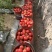 正宗普罗旺斯口感沙甜水果西红柿🍅