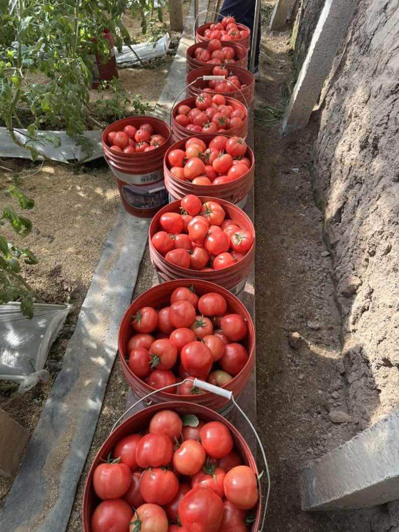 正宗普罗旺斯口感沙甜水果西红柿🍅