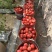 正宗普罗旺斯口感沙甜水果西红柿🍅