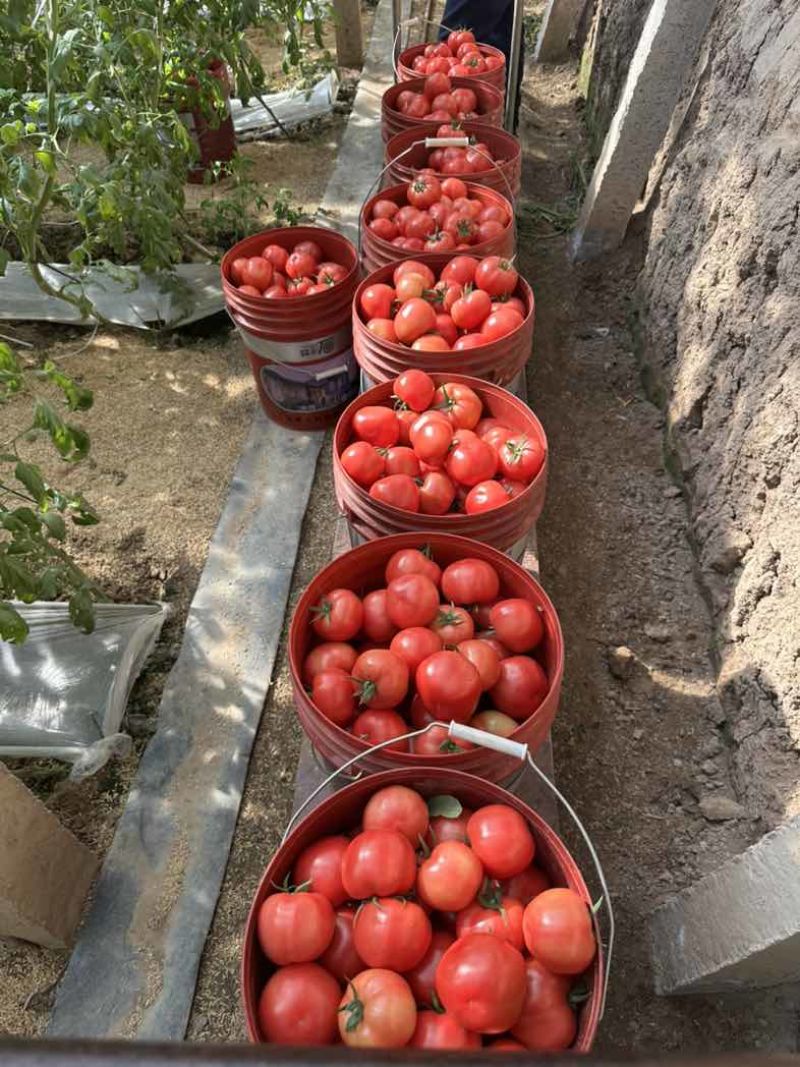 正宗普罗旺斯口感沙甜水果西红柿🍅