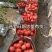 正宗普罗旺斯口感沙甜水果西红柿🍅