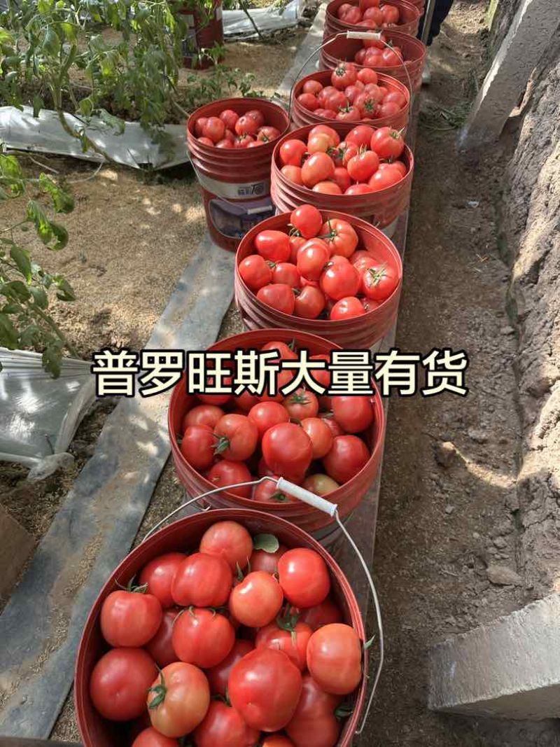 正宗普罗旺斯口感沙甜水果西红柿🍅