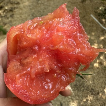 正宗普罗旺斯口感沙甜水果西红柿🍅