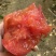 正宗普罗旺斯口感沙甜水果西红柿🍅