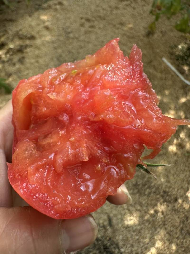 正宗普罗旺斯口感沙甜水果西红柿🍅