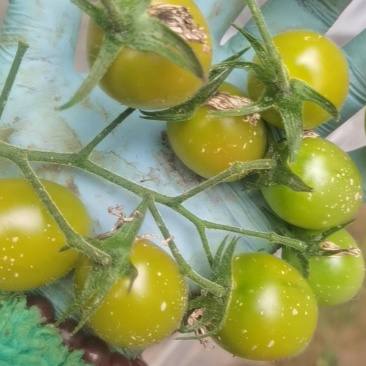 小番茄