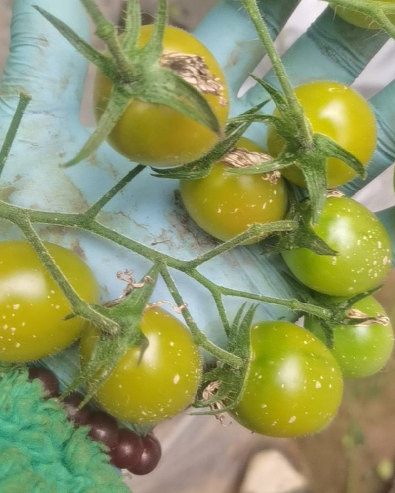 小番茄