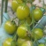 小番茄