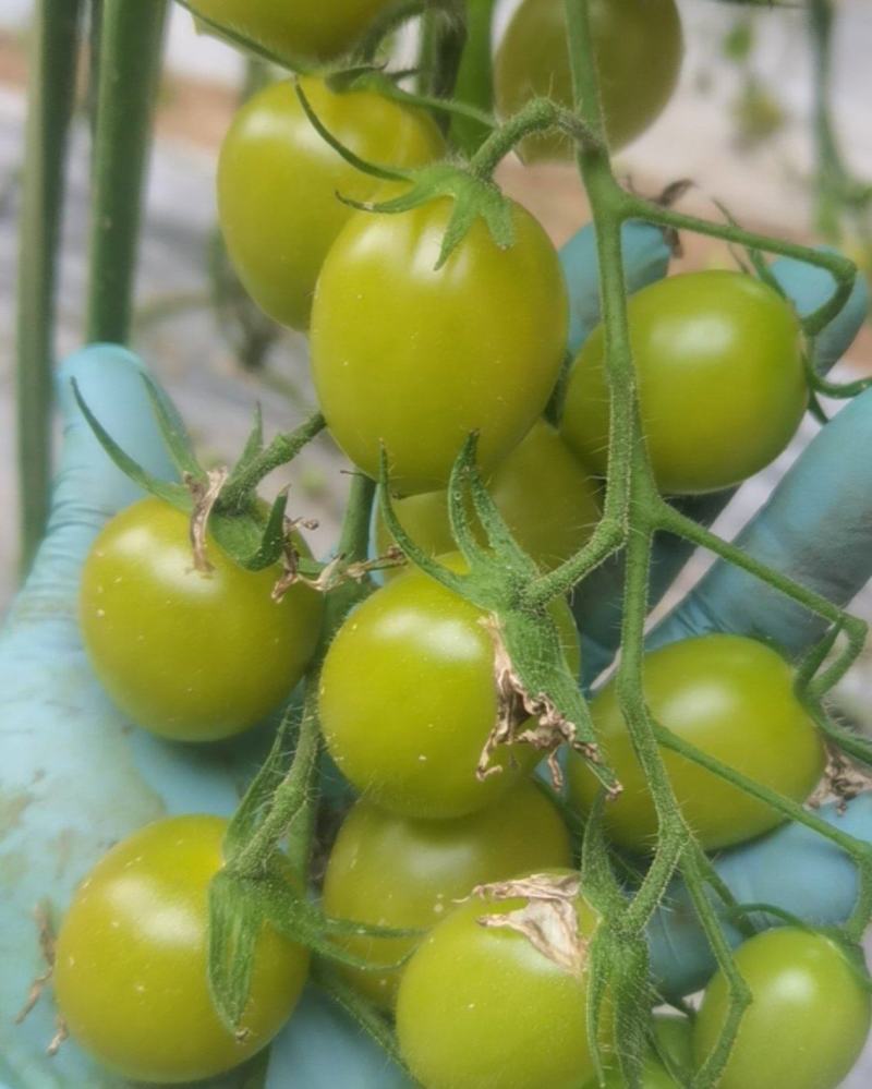 小番茄