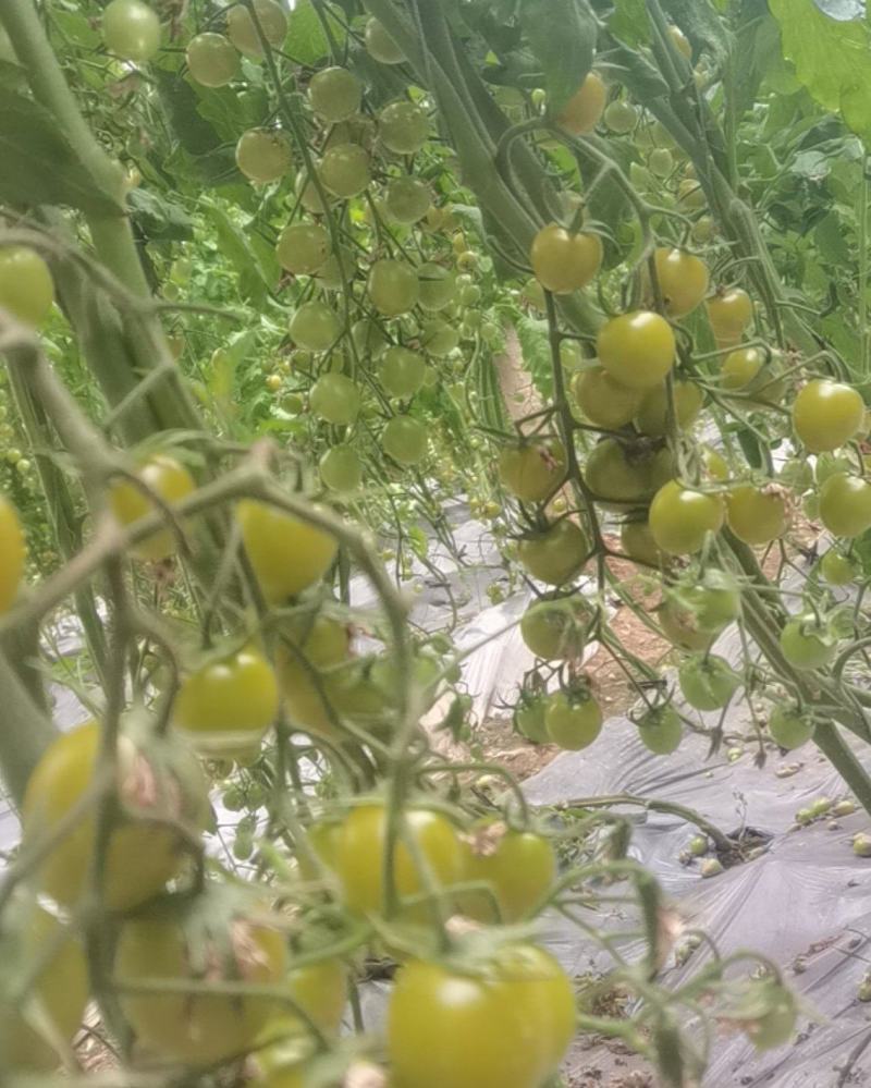 小番茄