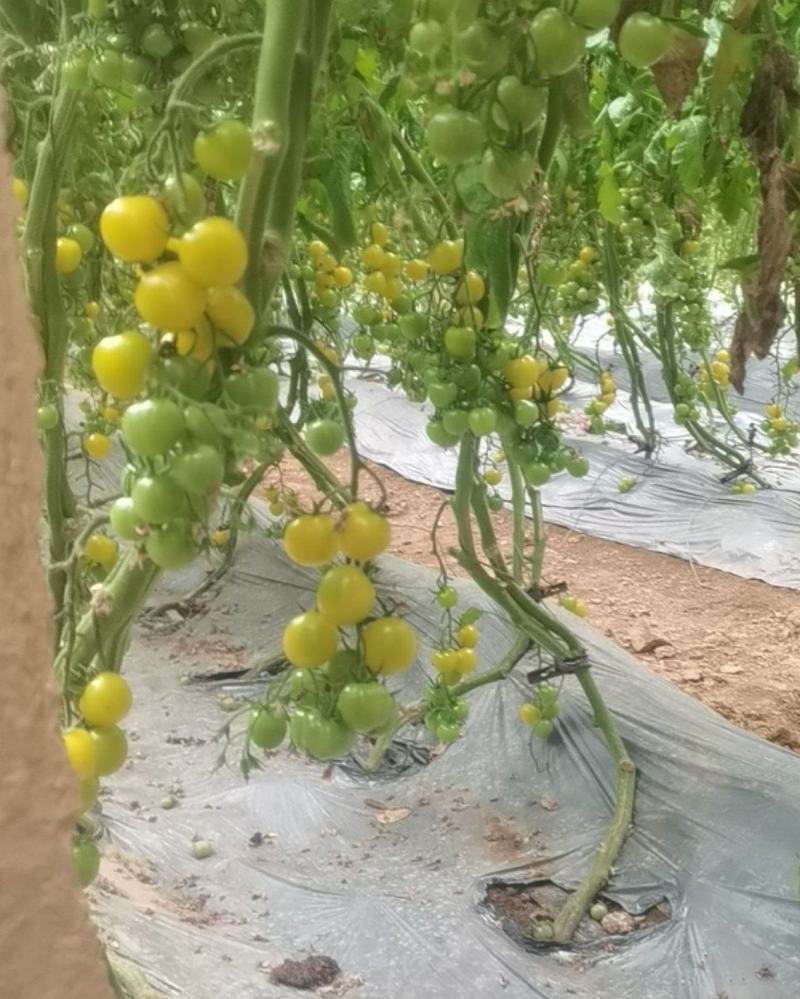 小番茄