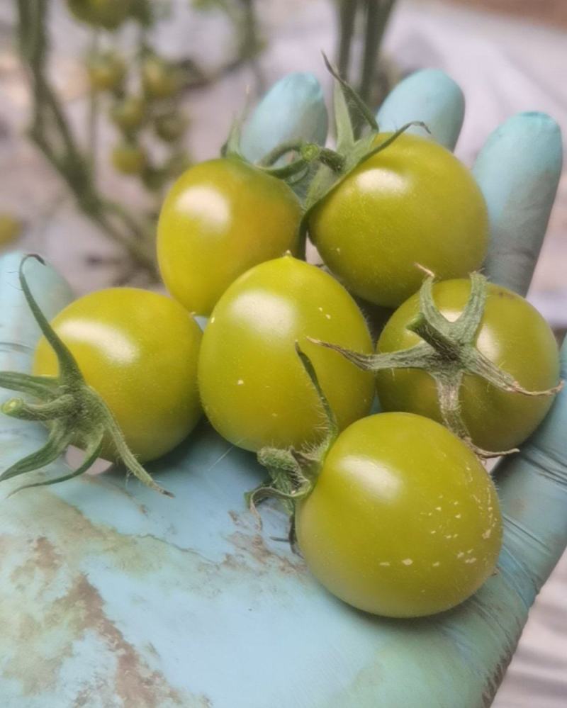小番茄