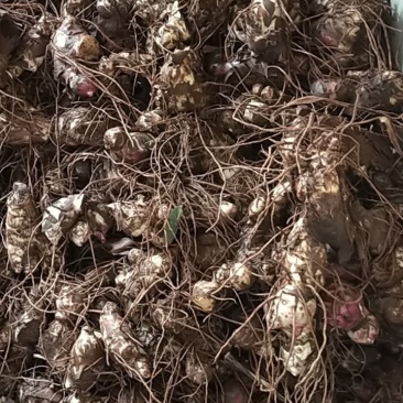 芭蕉芋中大果