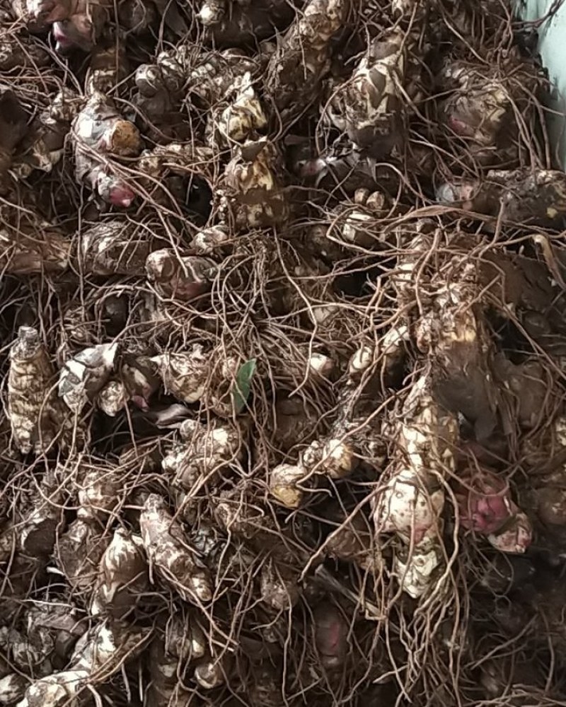 芭蕉芋中大果