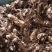芭蕉芋中大果