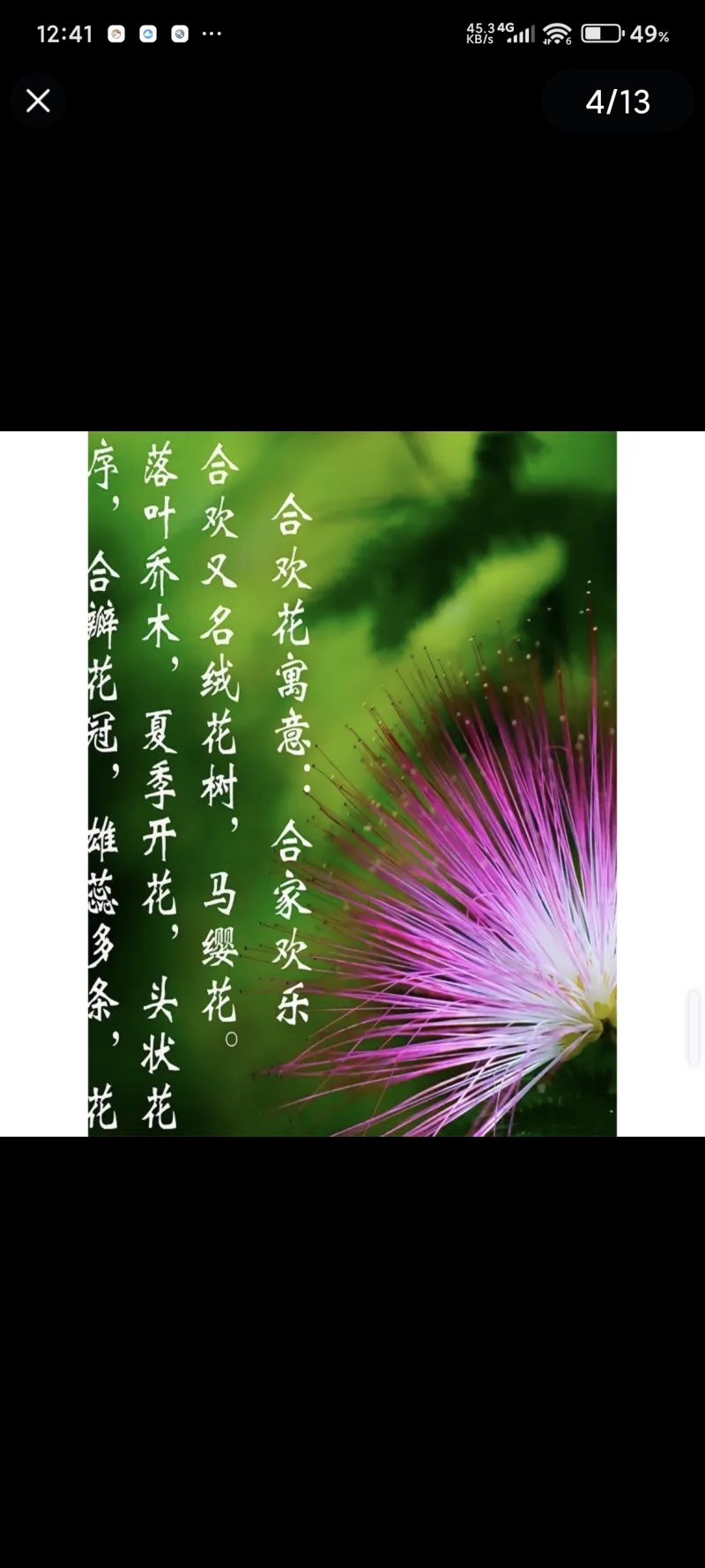 合欢树
