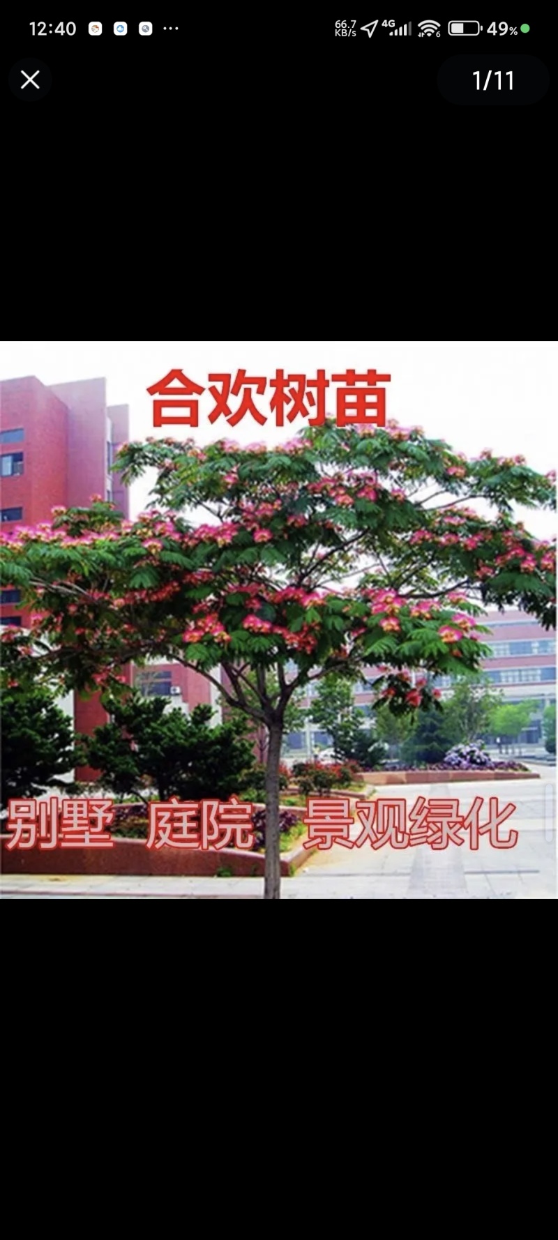 合欢树