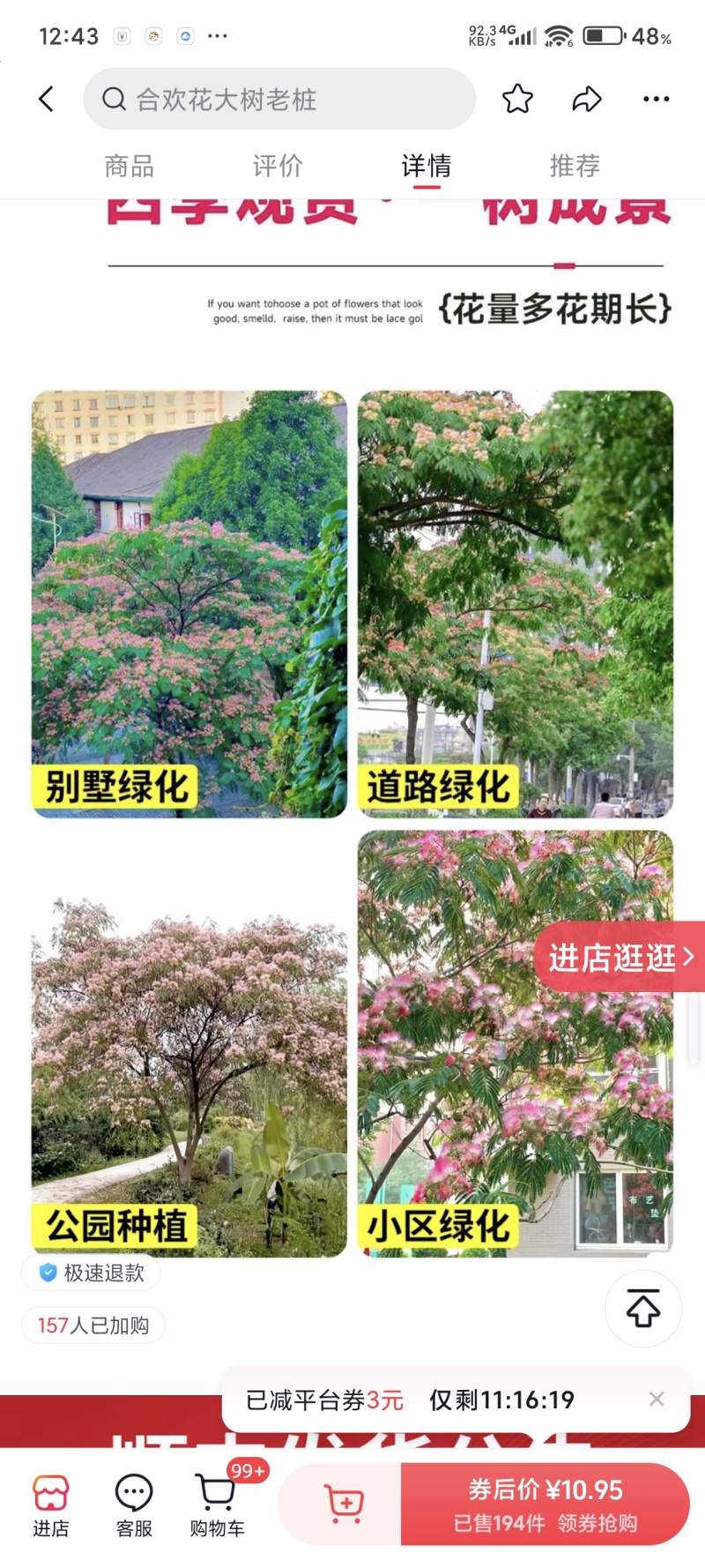 合欢树