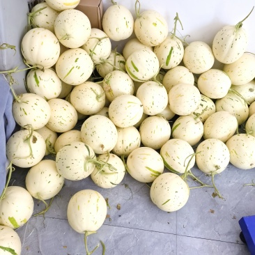 5月份玉菇甜瓜大量下来，提前留好方式，获得一手资源