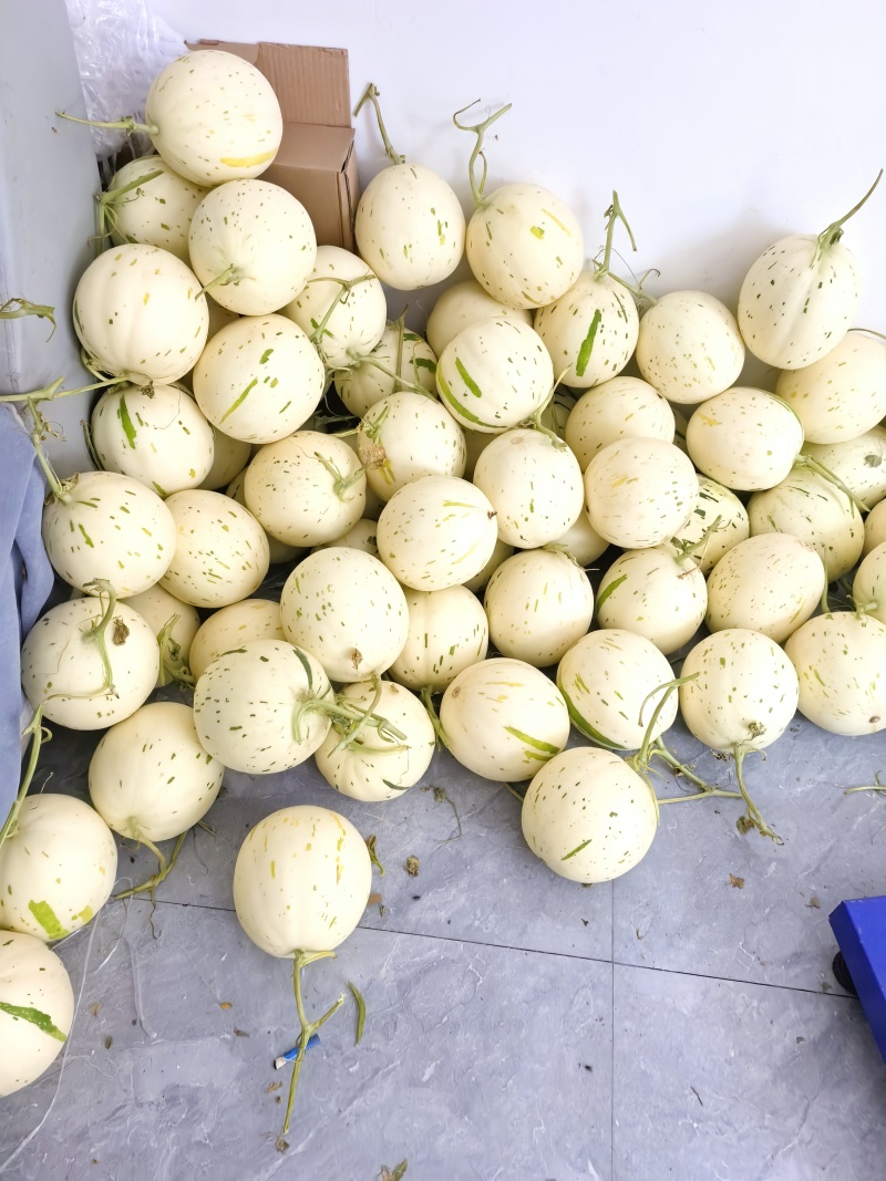 5月份玉菇甜瓜大量下来，提前留好方式，获得一手资源