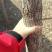 自家栽种的银杏树，大概5-10CM，四五十颗，价格好商量
