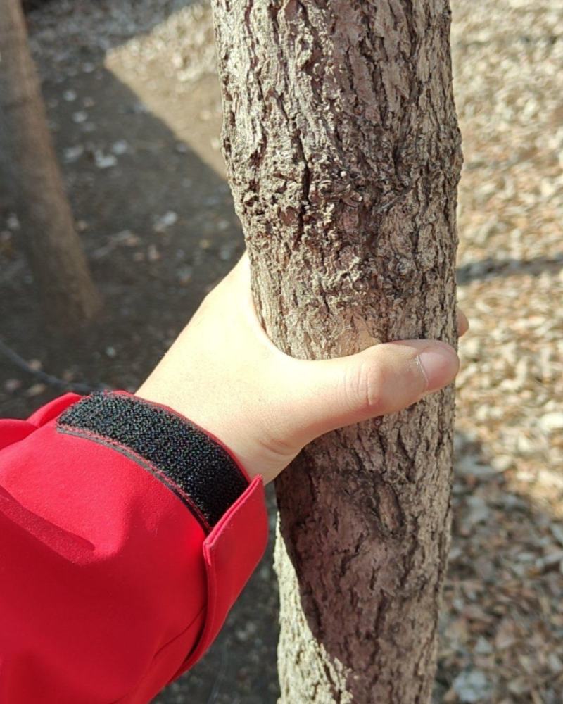 自家栽种的银杏树，大概5-10CM，四五十颗，价格好商量