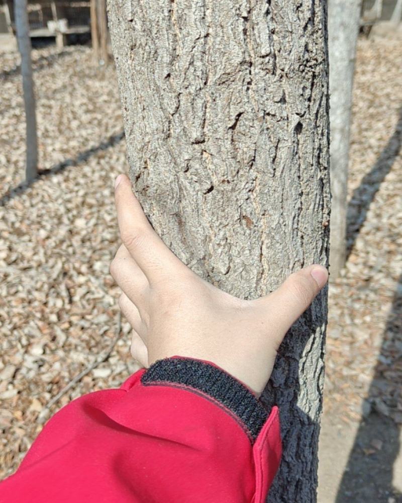 自家栽种的银杏树，大概5-10CM，四五十颗，价格好商量