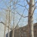 自家栽种的银杏树，大概5-10CM，四五十颗，价格好商量