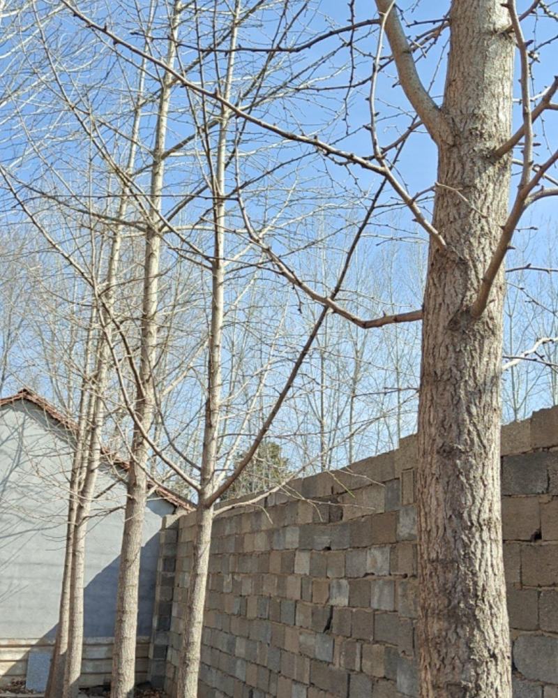 自家栽种的银杏树，大概5-10CM，四五十颗，价格好商量