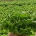 中牟生菜大量有货，需要联系