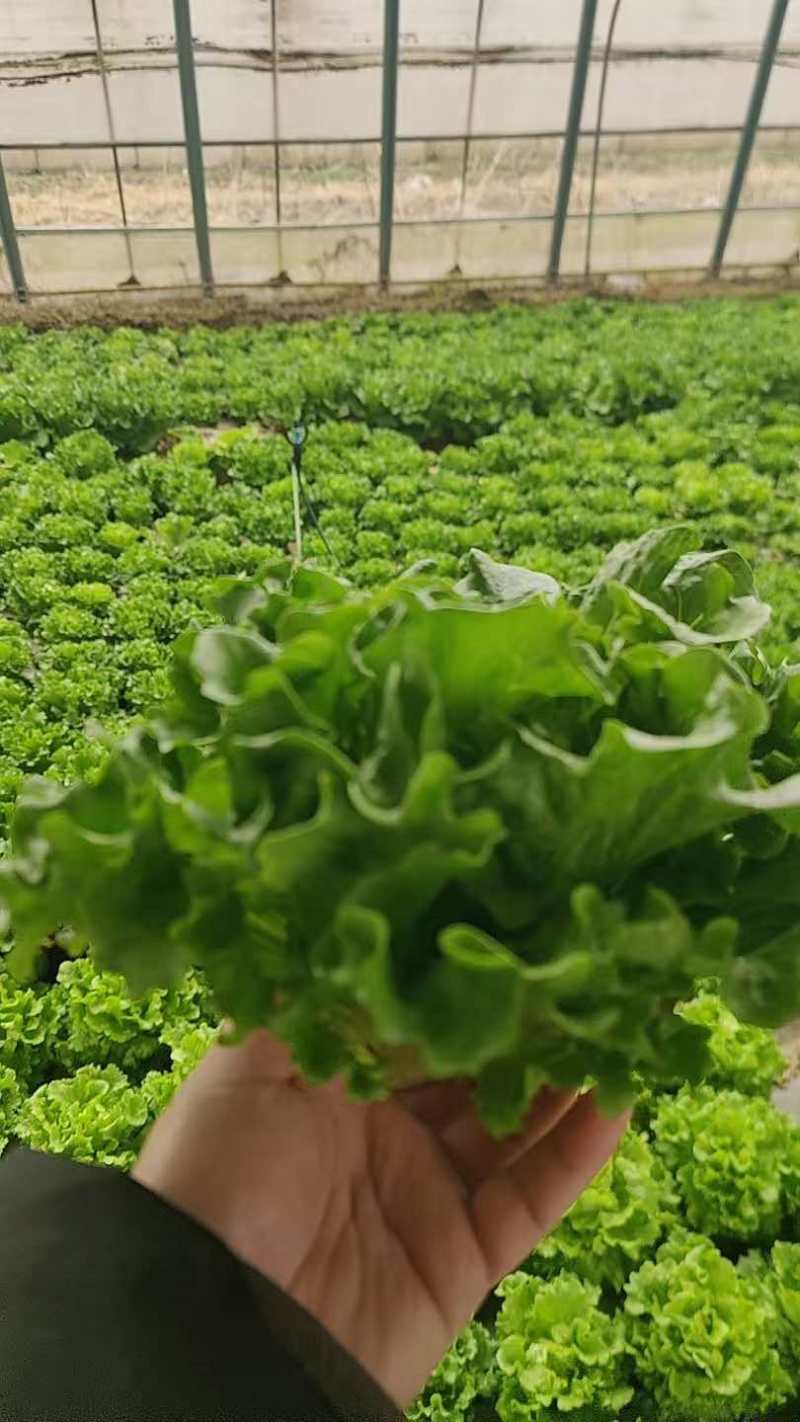 中牟生菜大量有货，需要联系