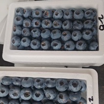 花香蓝莓L25大个蓝莓L11