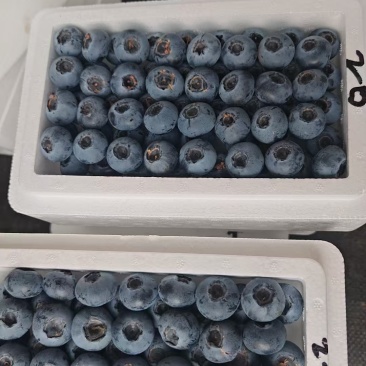 花香蓝莓L25大个蓝莓L11
