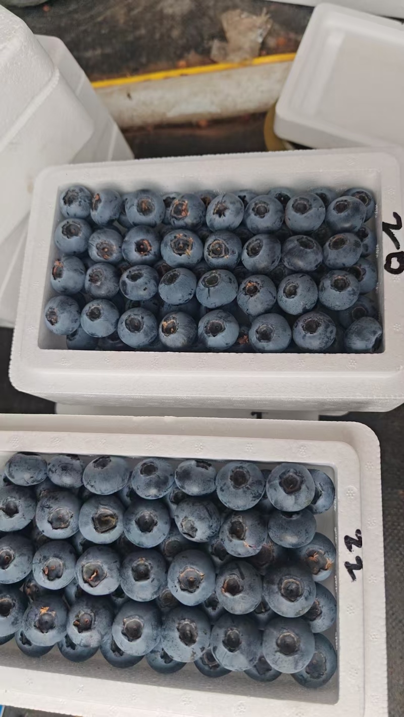 花香蓝莓L25大个蓝莓L11