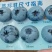 花香蓝莓L25大个蓝莓L11