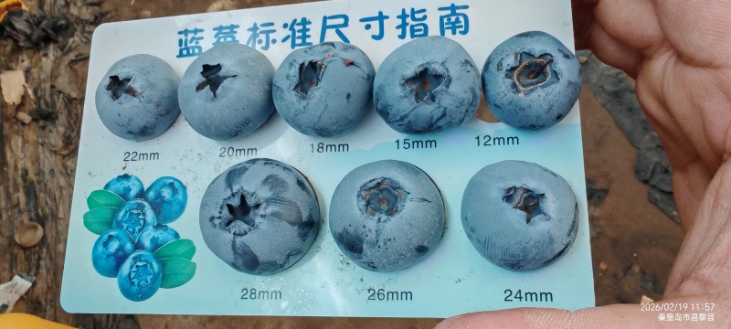 花香蓝莓L25大个蓝莓L11
