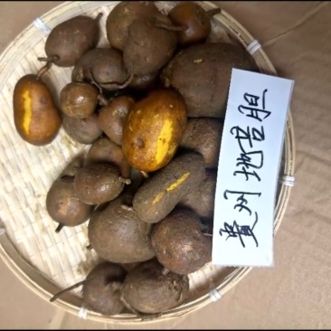 贵州地苦胆