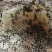 正宗农家土蜂蜜，现在只有一百多斤了，有需要的赶紧