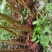 自家的正宗云南大草果草果颗粒草果个草果粉香料批味道真香