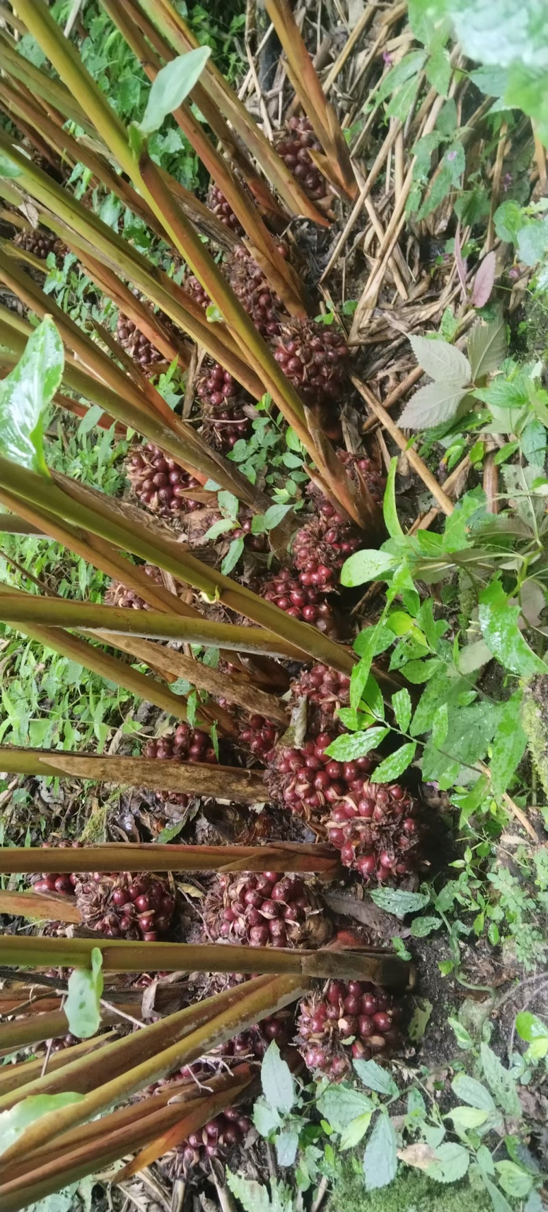 自家的正宗云南大草果草果颗粒草果个草果粉香料批味道真香