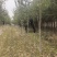北方耐寒香橼树