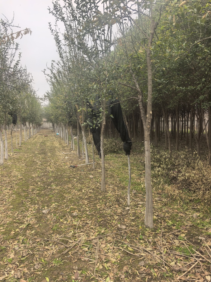北方耐寒香橼树