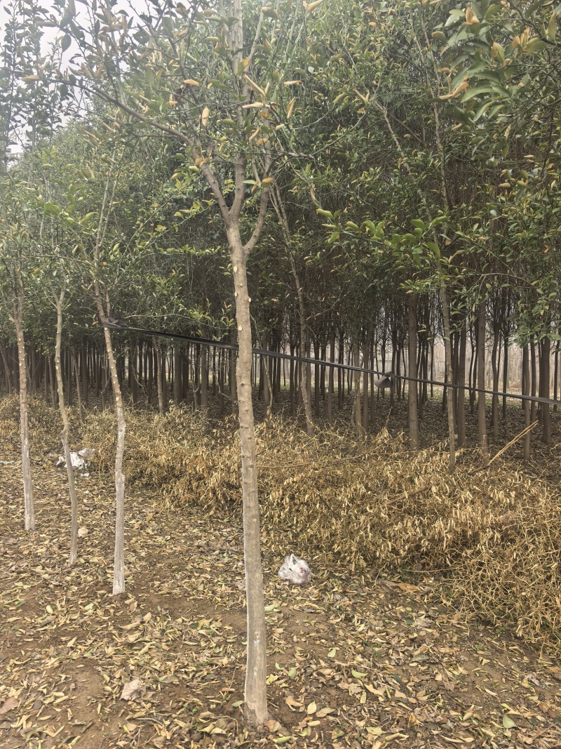 北方耐寒香橼树