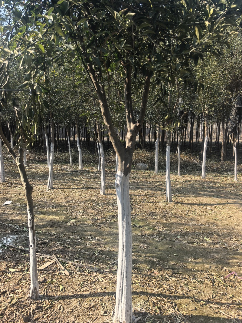 北方耐寒香橼树