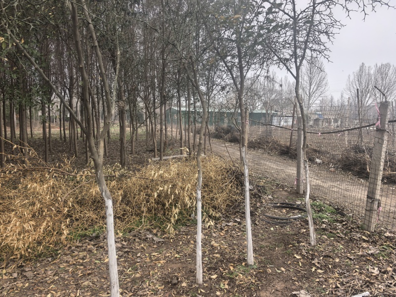 北方耐寒香橼树