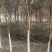 北方耐寒香橼树