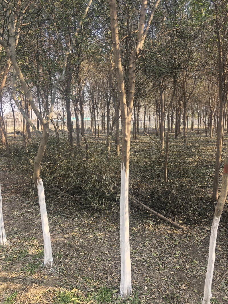 北方耐寒香橼树