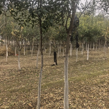 北方耐寒香橼树