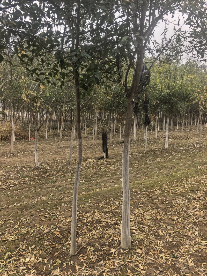 北方耐寒香橼树