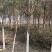 北方耐寒香橼树